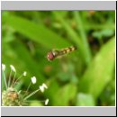 Melanostoma sp - Schwebfliege m01.jpg